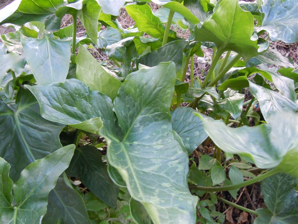 Arum italicum